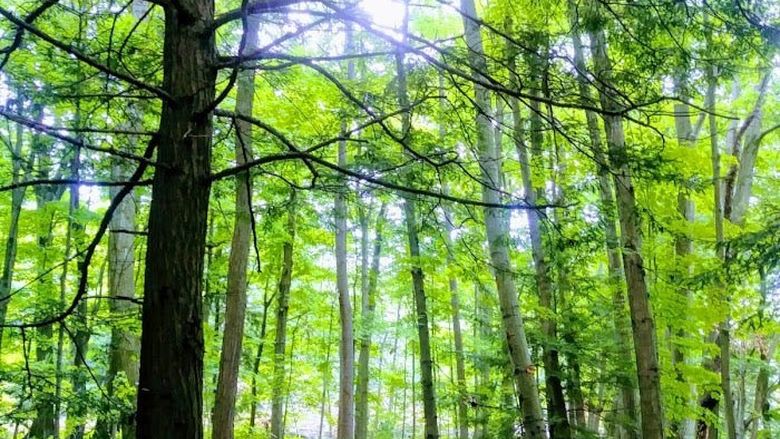 The sun shines through trees in Wintergreen Gorge