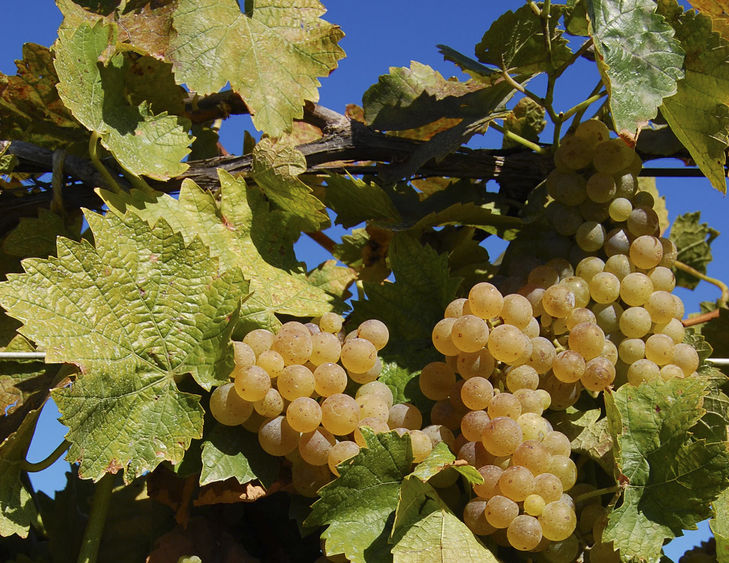 Grapes in an Erie vineyard