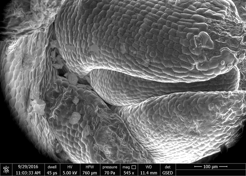 A potato eye magnified on an ESEM.