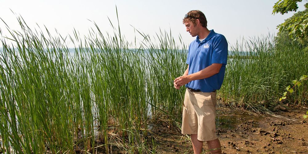 Waging war on weeds: Graduate leads effort to rid park of invasive plants