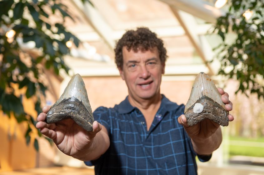 A man holds up two Megalodon shark teeth.