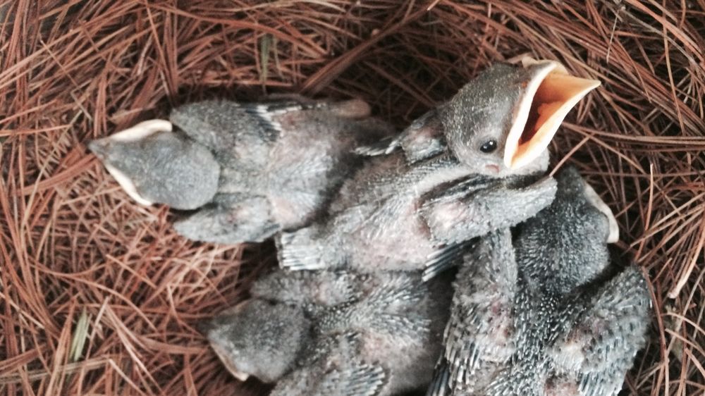 A close-up of Purple Martin hatchlings at Penn State Behrend