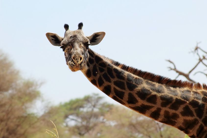 A close-up of a giraffe in Tanzania