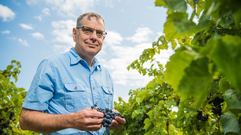 Penn State Behrend faculty member Michael Campbell stands holding grapes in an Erie County vineyard
