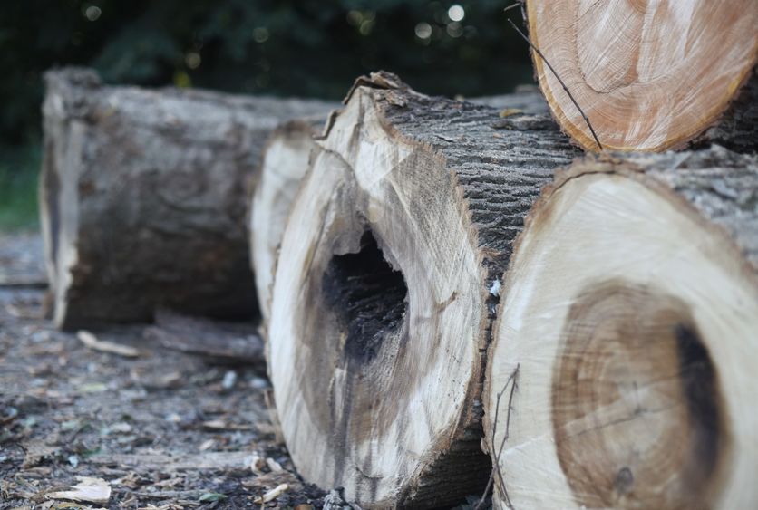 A close-up of diseased trees that were removed from an area near Penn State Behrend's Ohio Hall.