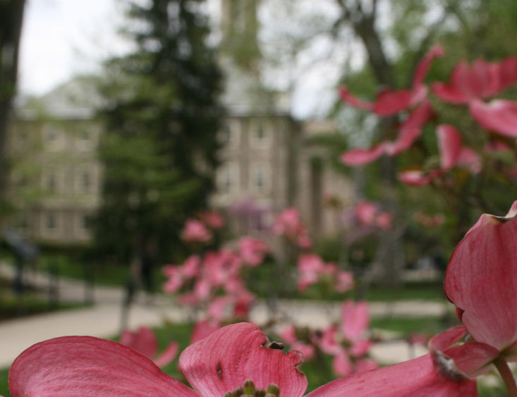 Old Main behind dogwood tree at Penn State