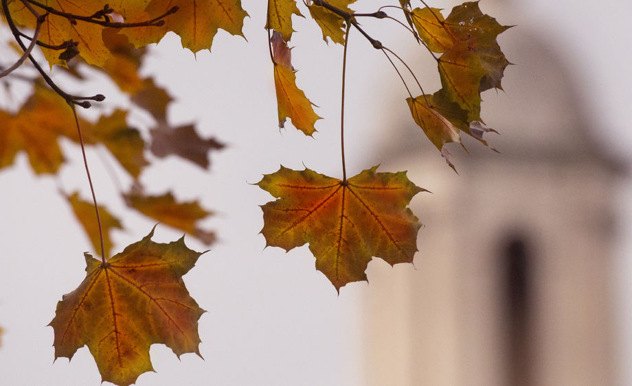 Autumn Leaves Autumn Leaves