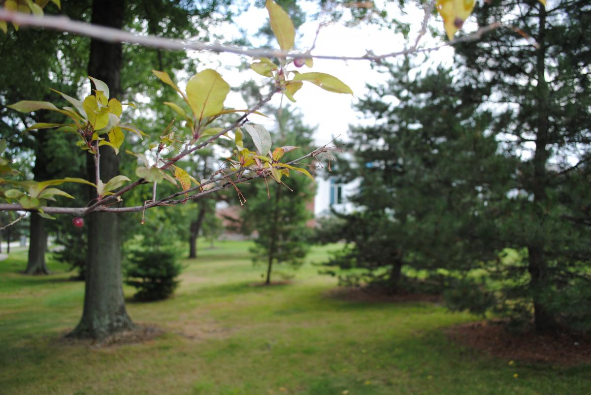 For the second straight year, Penn State Behrend has earned Tree Campus USA recognition.